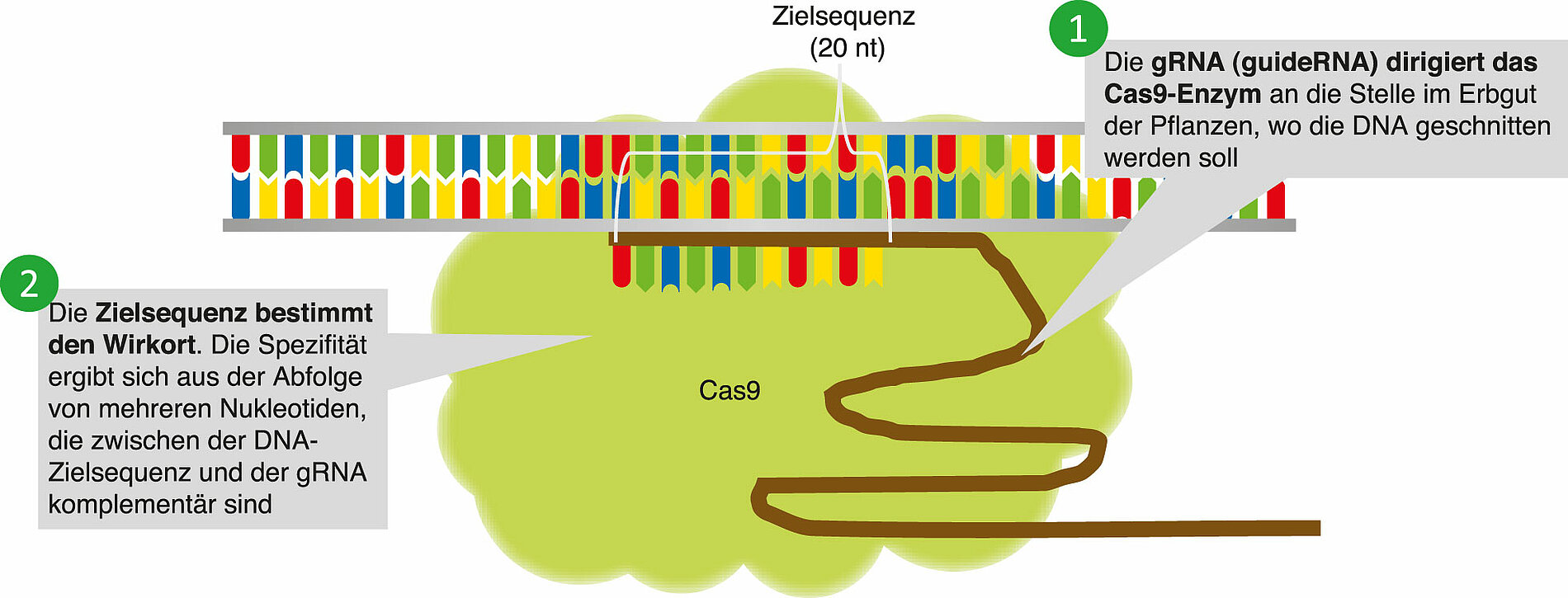 Schematische Darstellung des Funktionsprinzips von CRISPR/Cas9. Der Komplex aus gRNA und Cas9 bindet an der Zielsequenz der DNA.