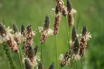 Spitzwegerich (Plantago lanceolata)  Familie: Wegerichgewächse (Plantaginaceae)