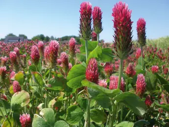 Inkarnat-Klee (Trifolium incarnatum) Familie: Hülsenfrüchtler (Fabaceae)