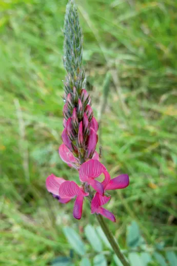 Saat-Esparsette (Onobrychis viciifolia) Familie: Hülsenfrüchtler (Fabaceae)