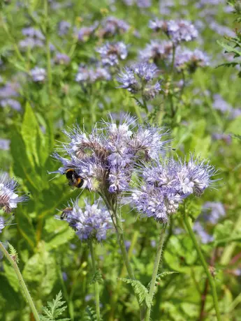 Phacelia Familie: Raublattgewächse (Boraginaceae)