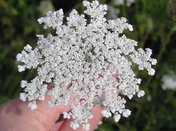 Wilde Möhre (Daucus carota subsp. carota) Familie: Doldenblütler (Apiaceae)