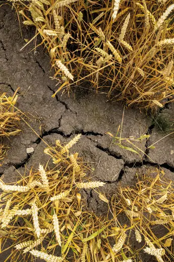 Bild eines ausgetrockneten Ackerbodens zu DLG kompakt: Klimabedingte Herausforderungen in der Landwirtschaft