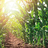 Maispflanzen in einem landwirtschaftlichen Bestand bei Sonnenschein.