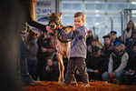 CDX features Calves for a Cause