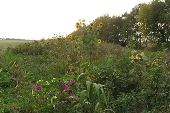 Entwicklung eines Blühstreifens innerhalb eines Jahres auf Flächen des Betriebs Saat-Gut Plaußig Voges KG, Stand: September 2015