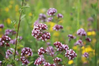 Dost (Origanum) Familie: Lippenblütler (Lamiaceae)