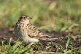 Abbildung 1: Feldlerche, © Fotolia - Wolfgang Kruck
