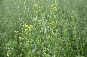 Leindotter (Camelina sativa) Familie: Kreuzblütler (Brassicaceae)