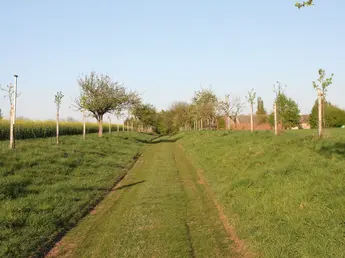 Abbildung 14: Feldweg mit nachgepflanzten Obstbäumen, © S. Mann