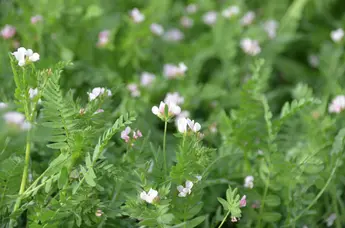 Serradella (Ornithopus sativus)  Familie: Hülsenfrüchtler (Fabaceae)