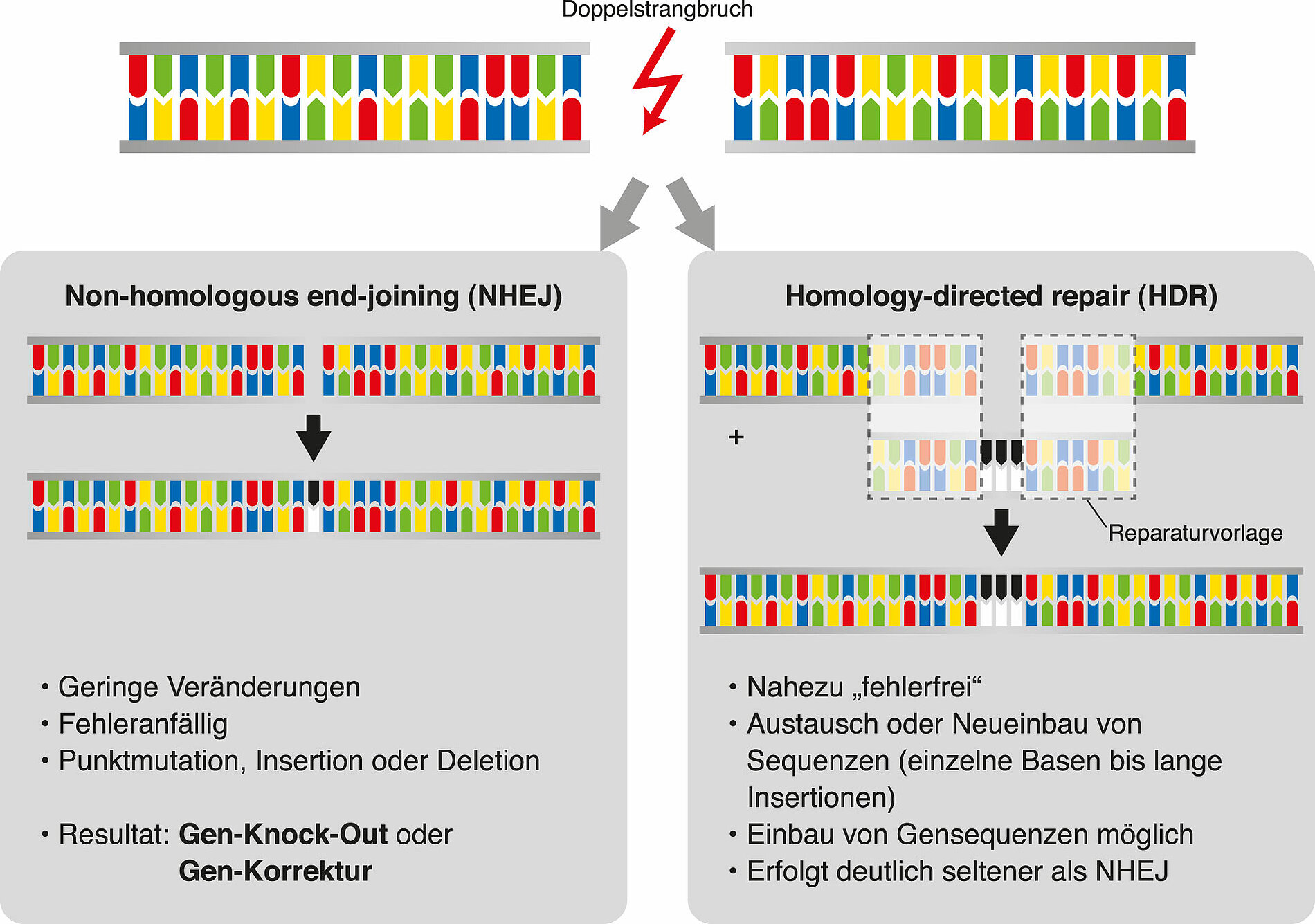 Die Reparatur des Doppelstrangbruches stellt den abschließenden Prozess der Anwendung des Genome Editing dar. 