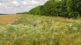 Entwicklung eines Blühstreifens innerhalb eines Jahres auf Flächen des Betriebs Saat-Gut Plaußig Voges KG, Stand Juli 2016