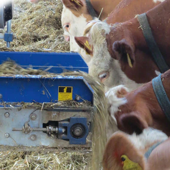 Automatische Fütterungssysteme für Rinder
