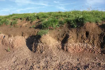 Abbildung 13: Böschungskante wichtig für Insekten, © S. Mann