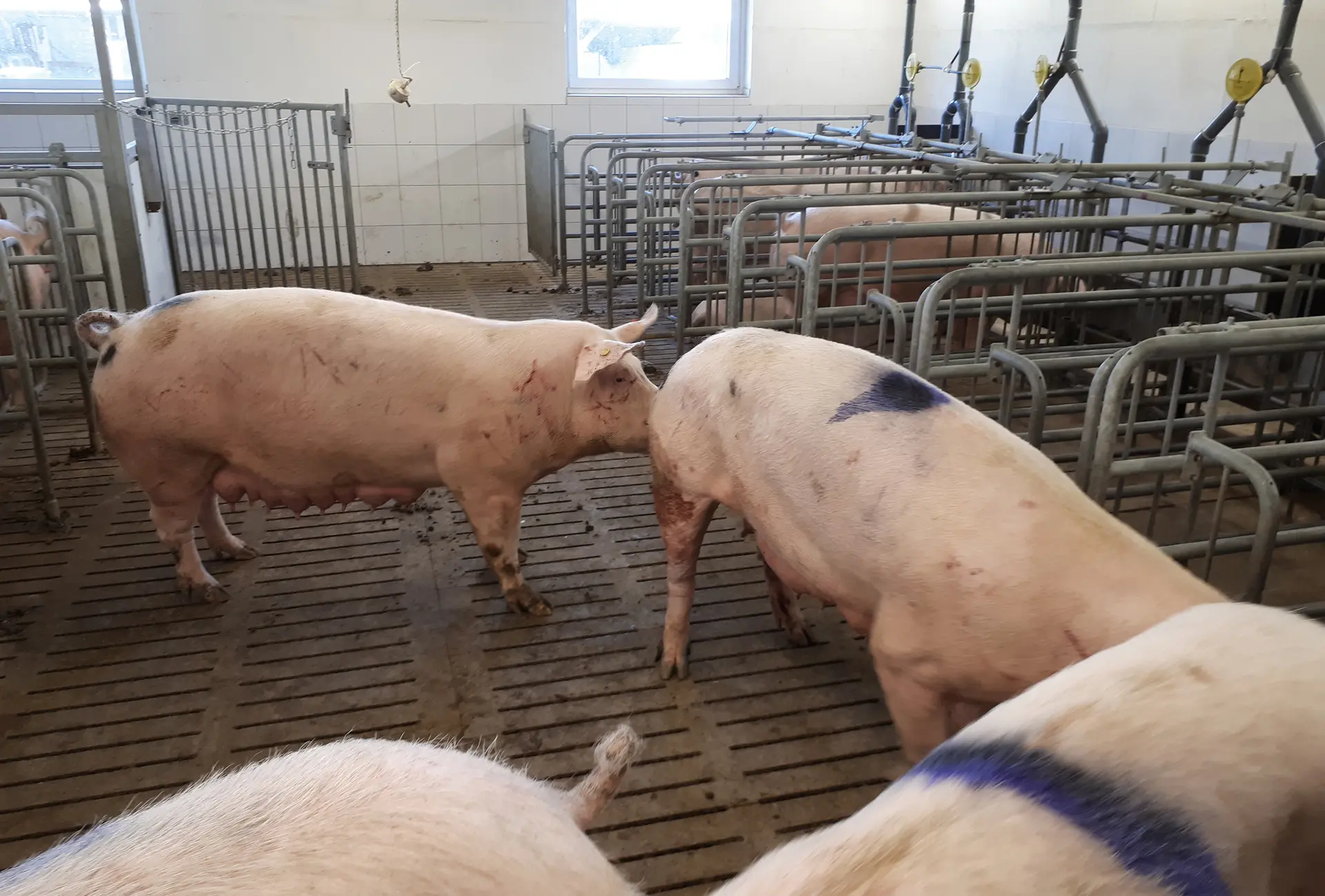 Schweine: Gruppenbildung und Gruppenhaltung von Sauen vor der Besamung