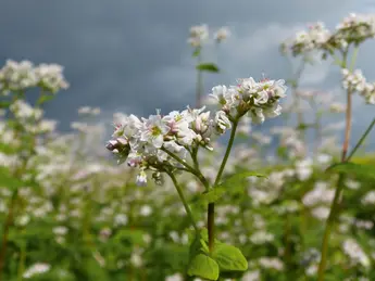Buchweizen (Fagopyrum esculentum) Familie: Knöterichgewächse (Polygonaceae)