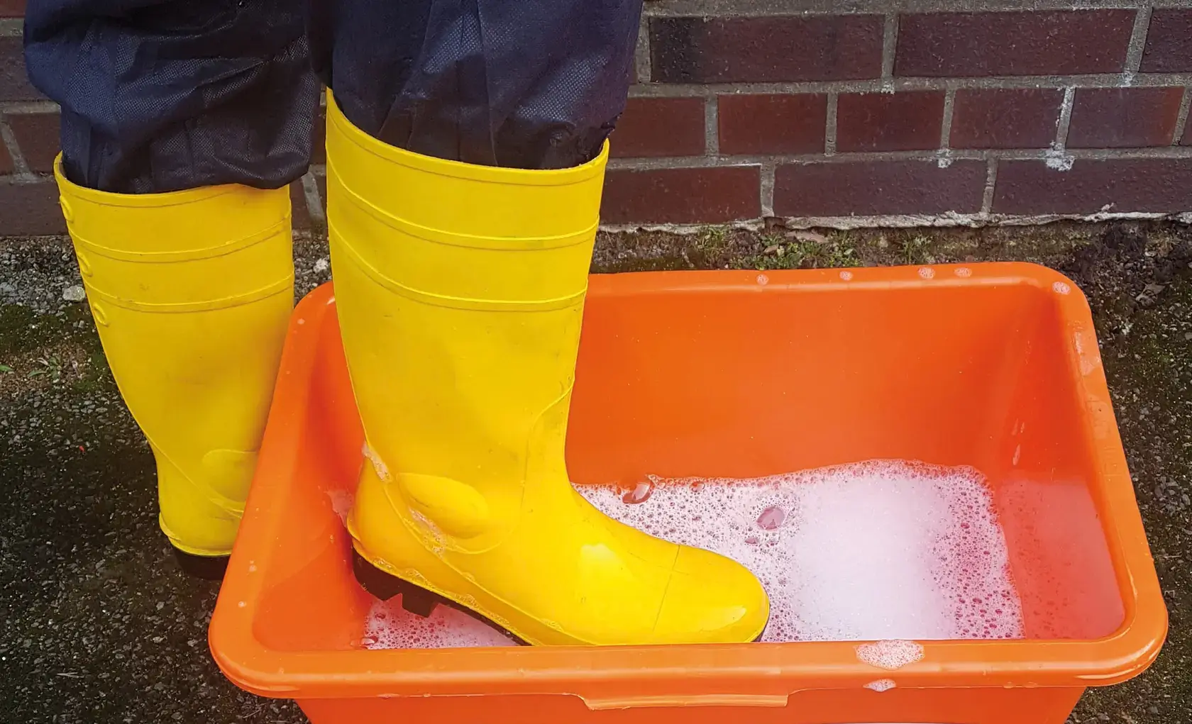 Gymmistiefel in Desinfektionsbad. Foto: Agravis