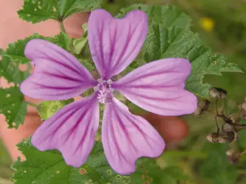 Wilde Malve (Malva sylvestris) Familie: Malvengewächse (Malvaceae)