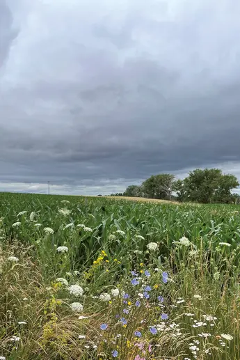 Abbildung Blumenwiese zu DLG kompakt 02/2022 Bodenerosion vermeiden – Biodiversität stärken