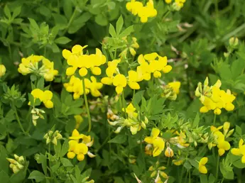 Gewöhnlicher Hornklee (Lotus corniculatus) Familie: Hülsenfrüchtler (Fabaceae)