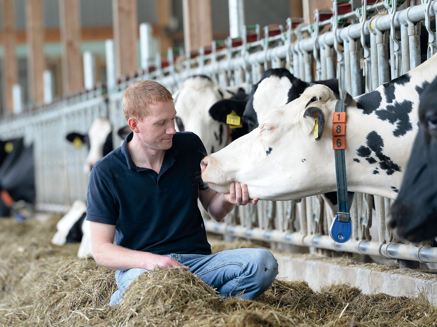 Image of a farmer in the cowshed