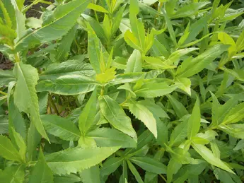 Ramtillkraut (Guizotia abyssinica) Familie: Korbblütler (Asteraceae)