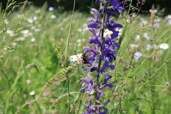 Salbei (Salvia) Familie: Lippenblütler (Lamiaceae)