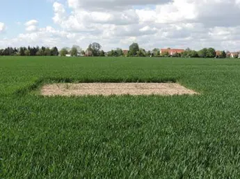 Abbildung 7: Lerchenfenster auf einer Fläche des Betriebs Saat-Gut Plaußig Voges KG, © A. C. Voges