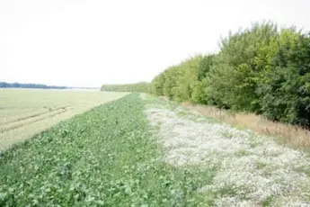 Entwicklung eines Blühstreifens innerhalb eines Jahres auf Flächen des Betriebs Saat-Gut Plaußig Voges KG Stand Juli 2015