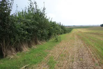 Abbildung 2: Gepflanzte, zweireihige Hecke. Bewirtschaftung erfolgt jedoch zu dicht bis an den Heckenfuß, trotz ursprünglich eingerichtetem Krautsaum, © Sandra Mann, Hochschule Anhalt