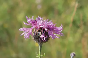 Scabiosen Flockenblume (Centaurea scabiosa) Familie: Korbblütler (Asteraceae)
