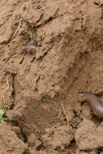 Regenerative Landwirtschaft – eine Einordnung