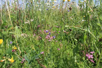Abbildung 5: Mehrjährige Blühfläche - angelegt mit einer gebietseigenen Wildpflanzenmischung auf einem sandigen Standort, ©Foto: Sandra Mann, Hochschule Anhalt