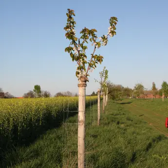 Abbildung 15 Feldweg mit Obstbäumen