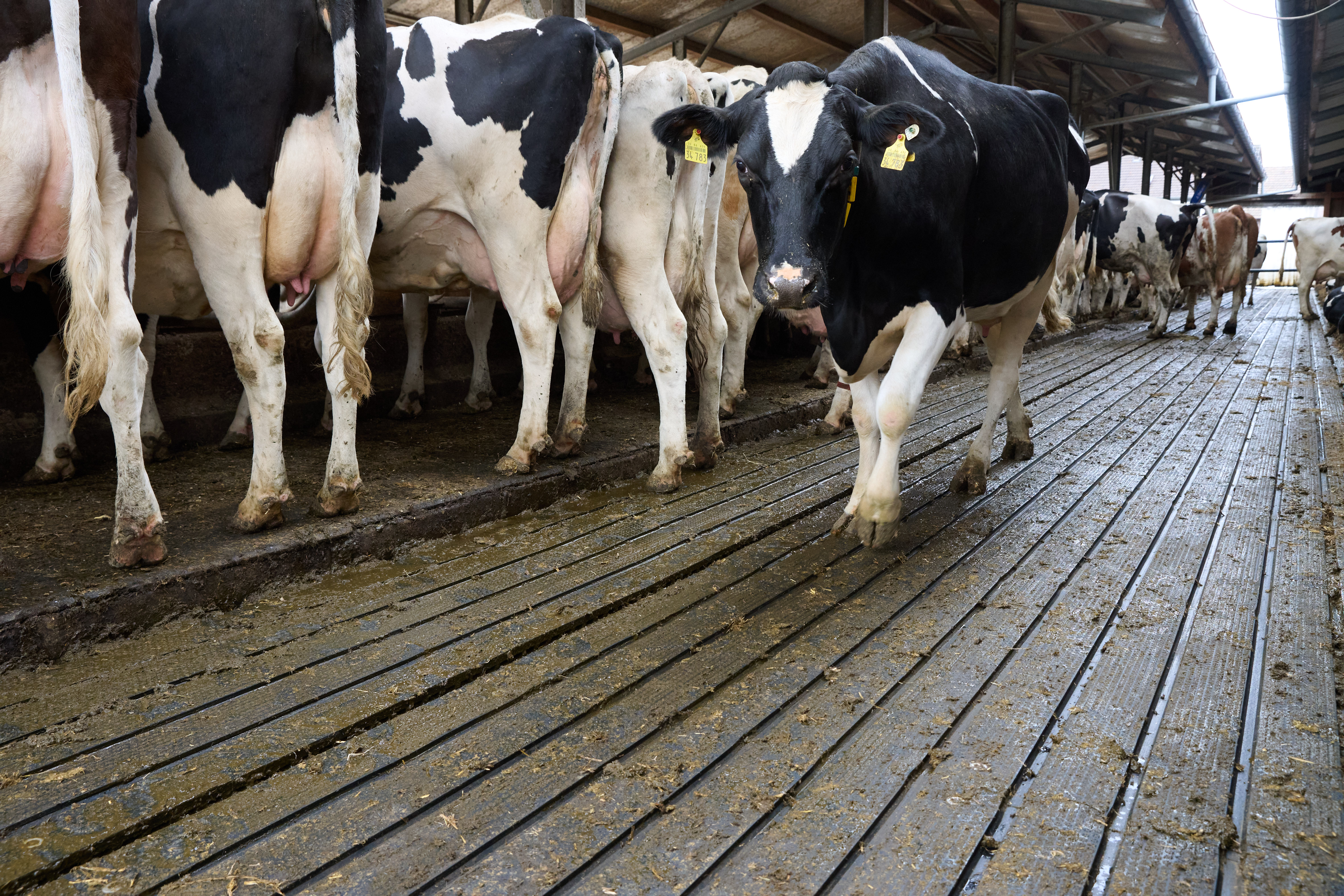 Klima-Milchfarm Frese: Emissions-Einsparungen in Nordhessen