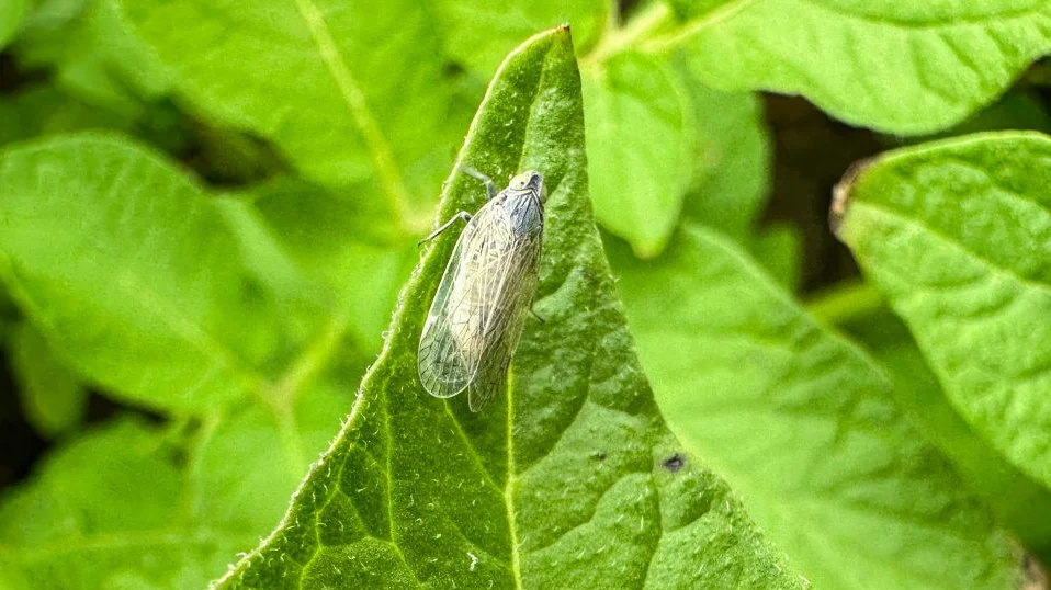 Adulte Schilf-Glasflügelzikade. Foto: Verband der Hessisch-Pfälzischen Zuckerrübenanbauer