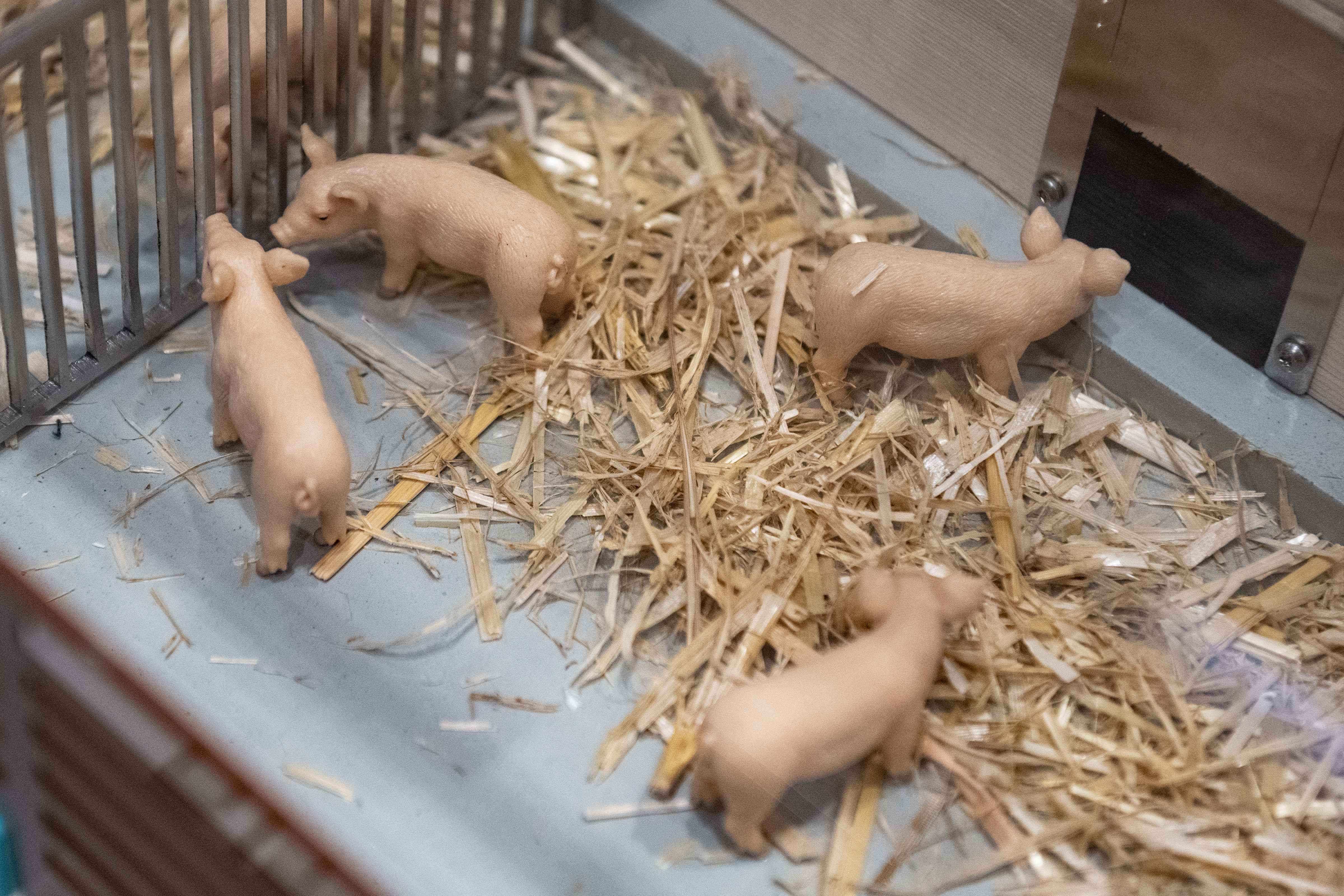 Trends in Pig Farming and Feeding Technology