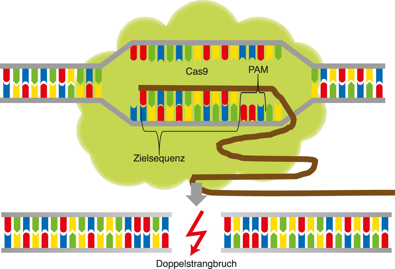 Enzym Cas9 beginnt mit seiner Arbeit – die DNA wird geschnitten und es kommt damit zum Doppelstrangbruch.