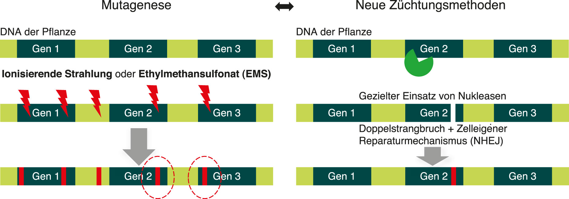 Vergleich der Mutagenese mit Genome Editing. 