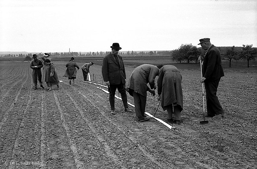 Bestimmung des Feldaufgangs von Einzelkornsämaschinen, Groß-Umstadt, 1964